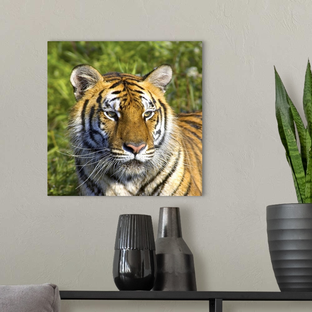 A modern room featuring Tigress