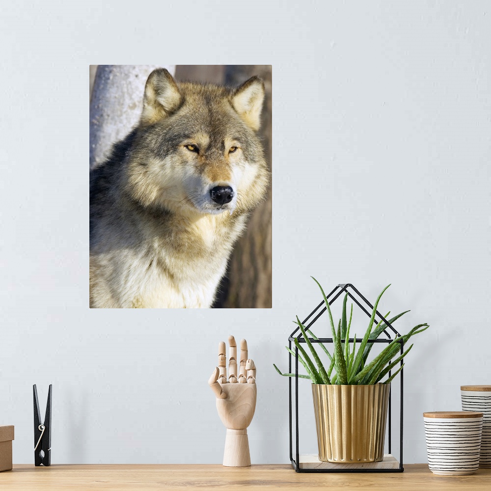 A bohemian room featuring Timber Wolf