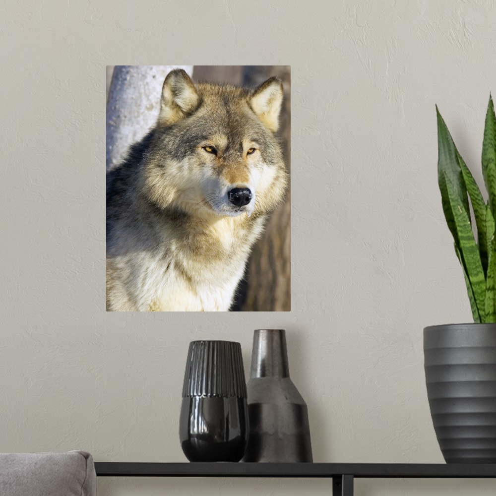 A modern room featuring Timber Wolf
