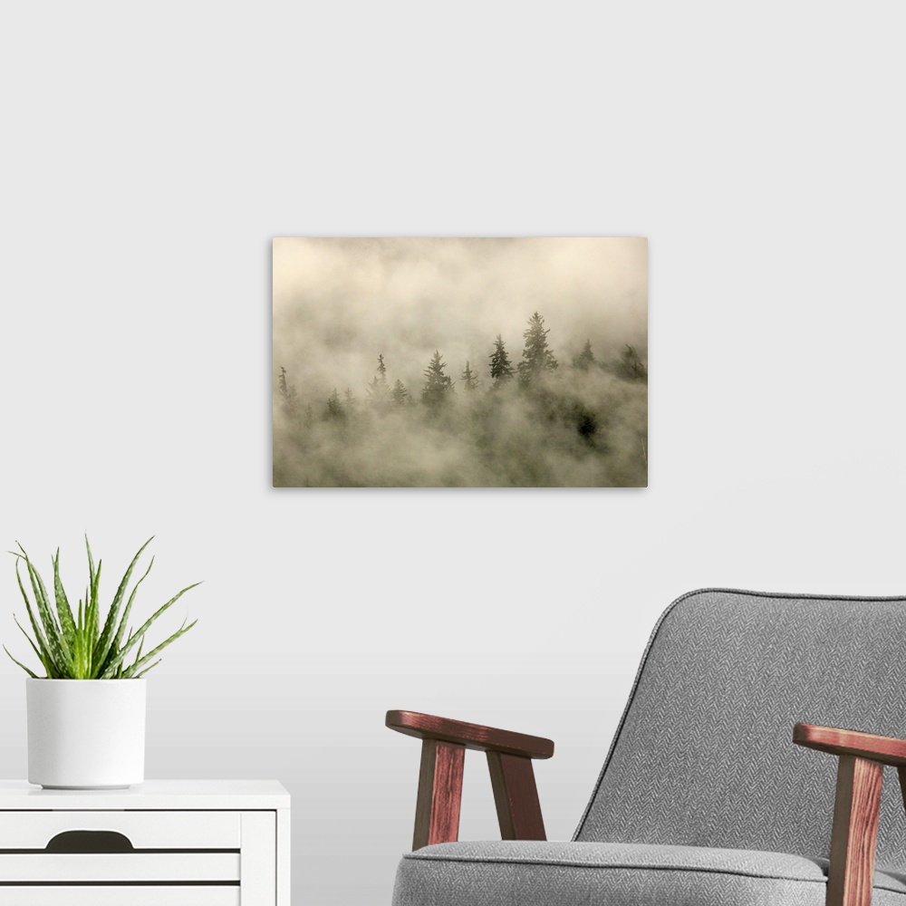 A modern room featuring Tips Of Coniferous Trees In Mist, Vancouver Island, British Columbia, Canada