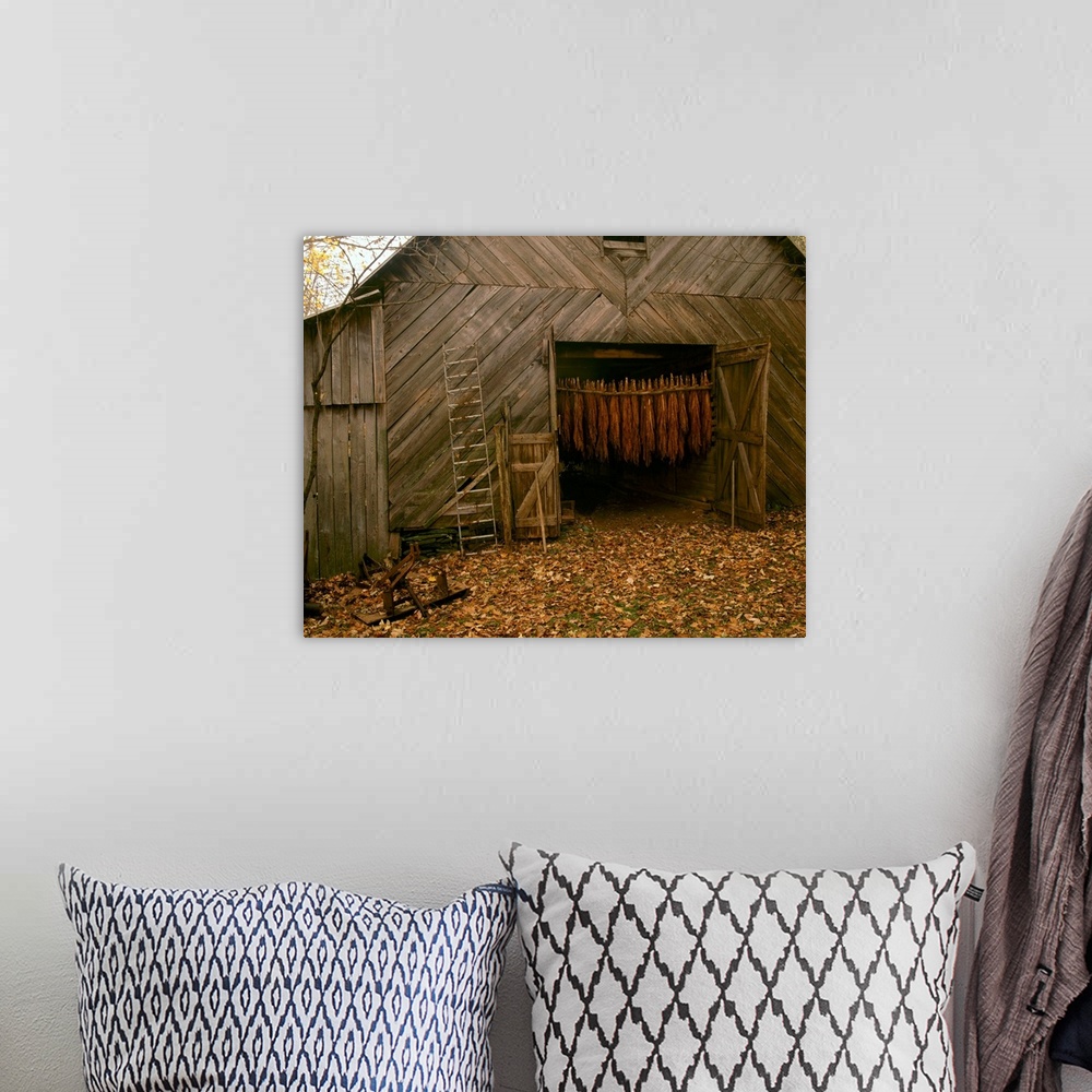 A bohemian room featuring Tobacco barn in a rural Autumn setting with curing Burley tobacco hanging inside