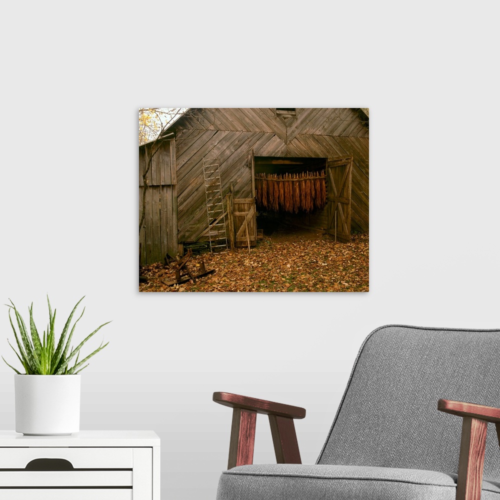 A modern room featuring Tobacco barn in a rural Autumn setting with curing Burley tobacco hanging inside