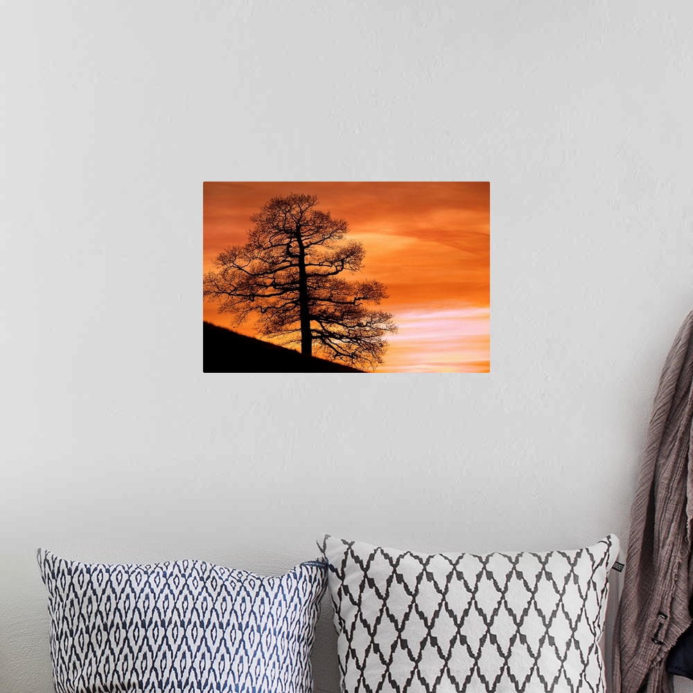A bohemian room featuring Tree Against A Sunset Sky, Nottinghamshire, England
