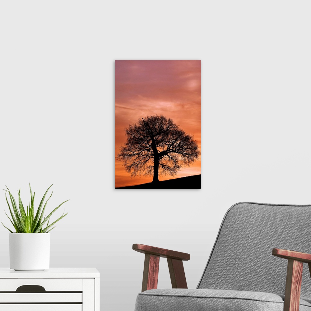A modern room featuring Tree Against A Sunset Sky, Nottinghamshire, England