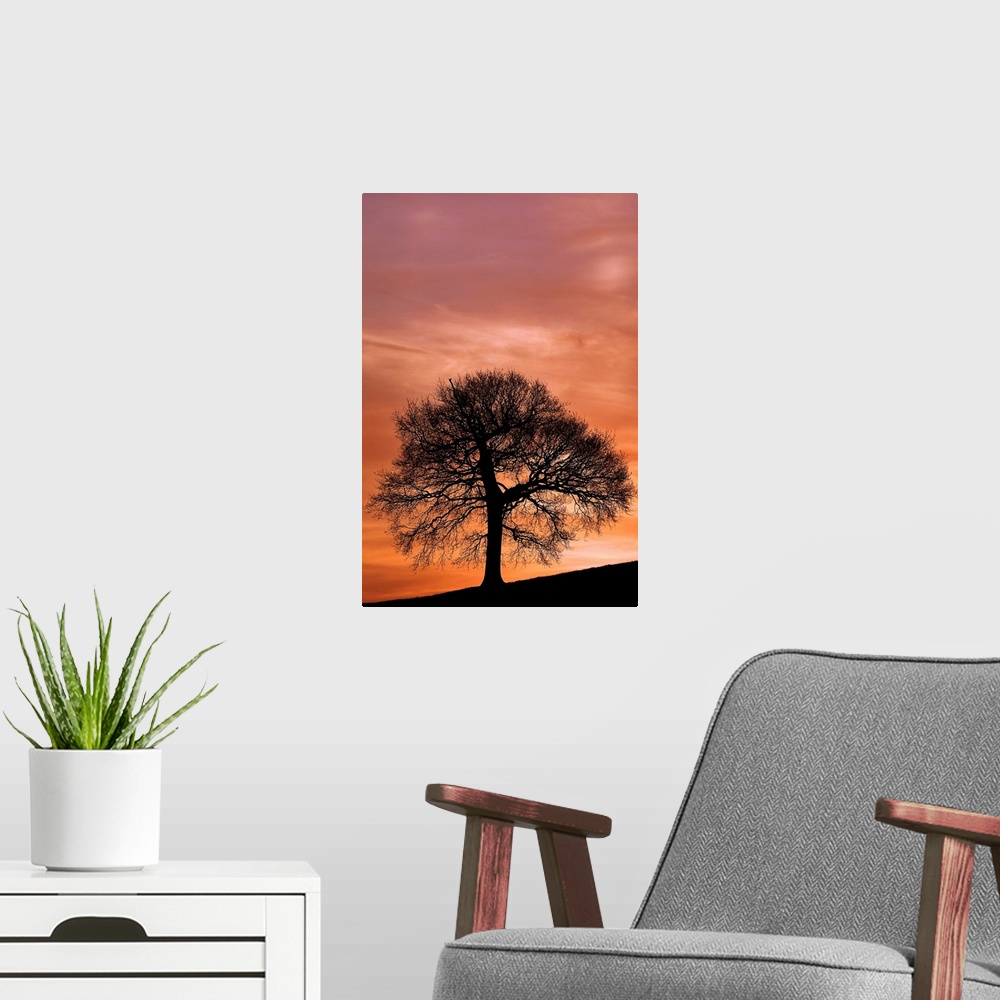 A modern room featuring Tree Against A Sunset Sky, Nottinghamshire, England