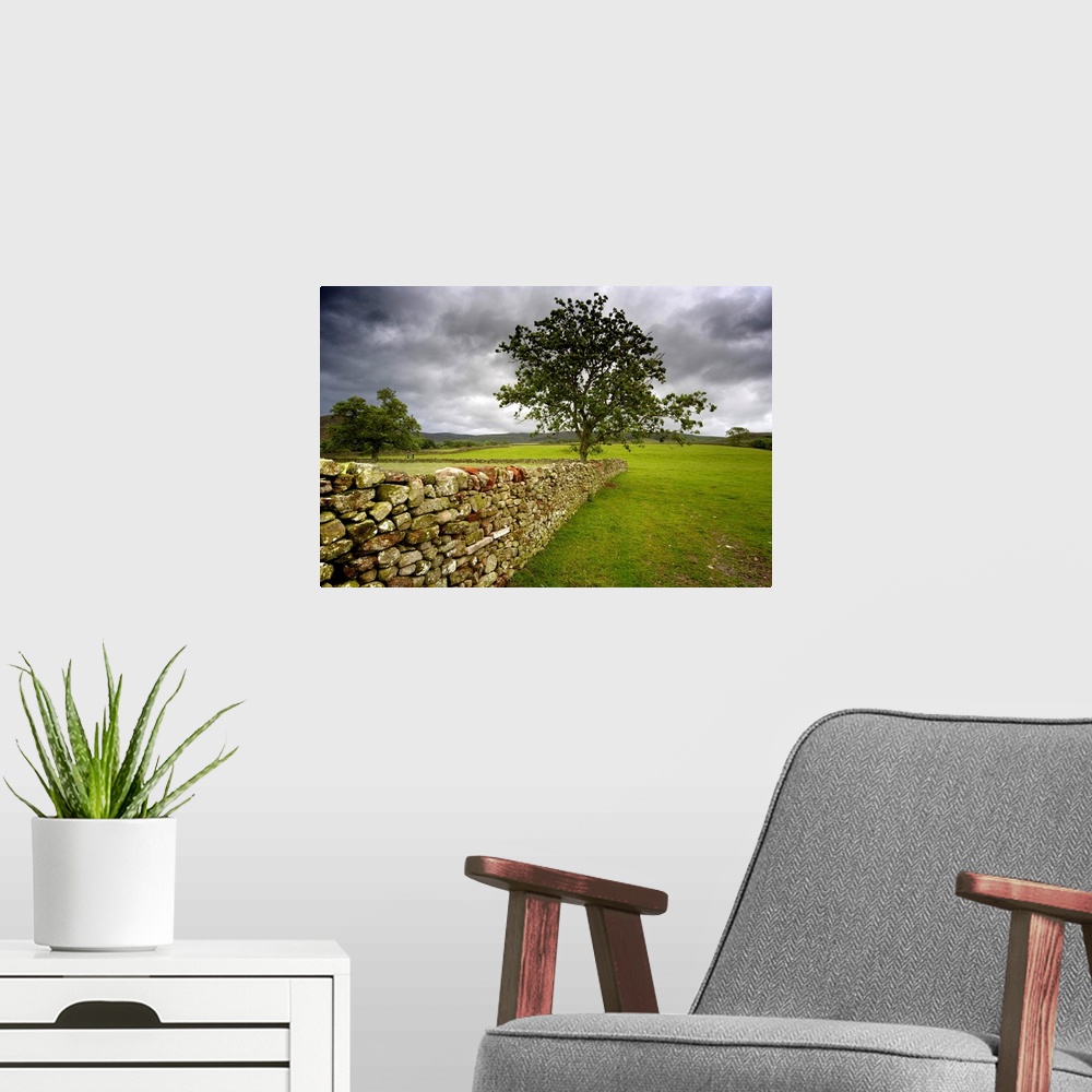 A modern room featuring Tree Along A Stone Fence, Cumbria, England.