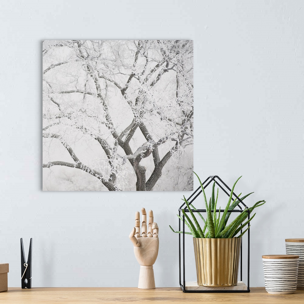 A bohemian room featuring Tree Branches Covered In Snow, Winnipeg, Manitoba, Canada