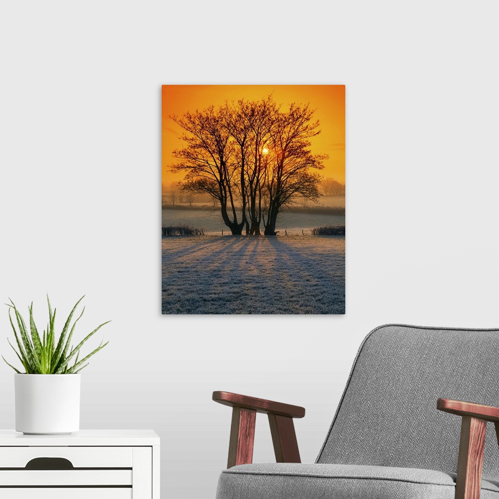 A modern room featuring Tree In A Field, Ireland