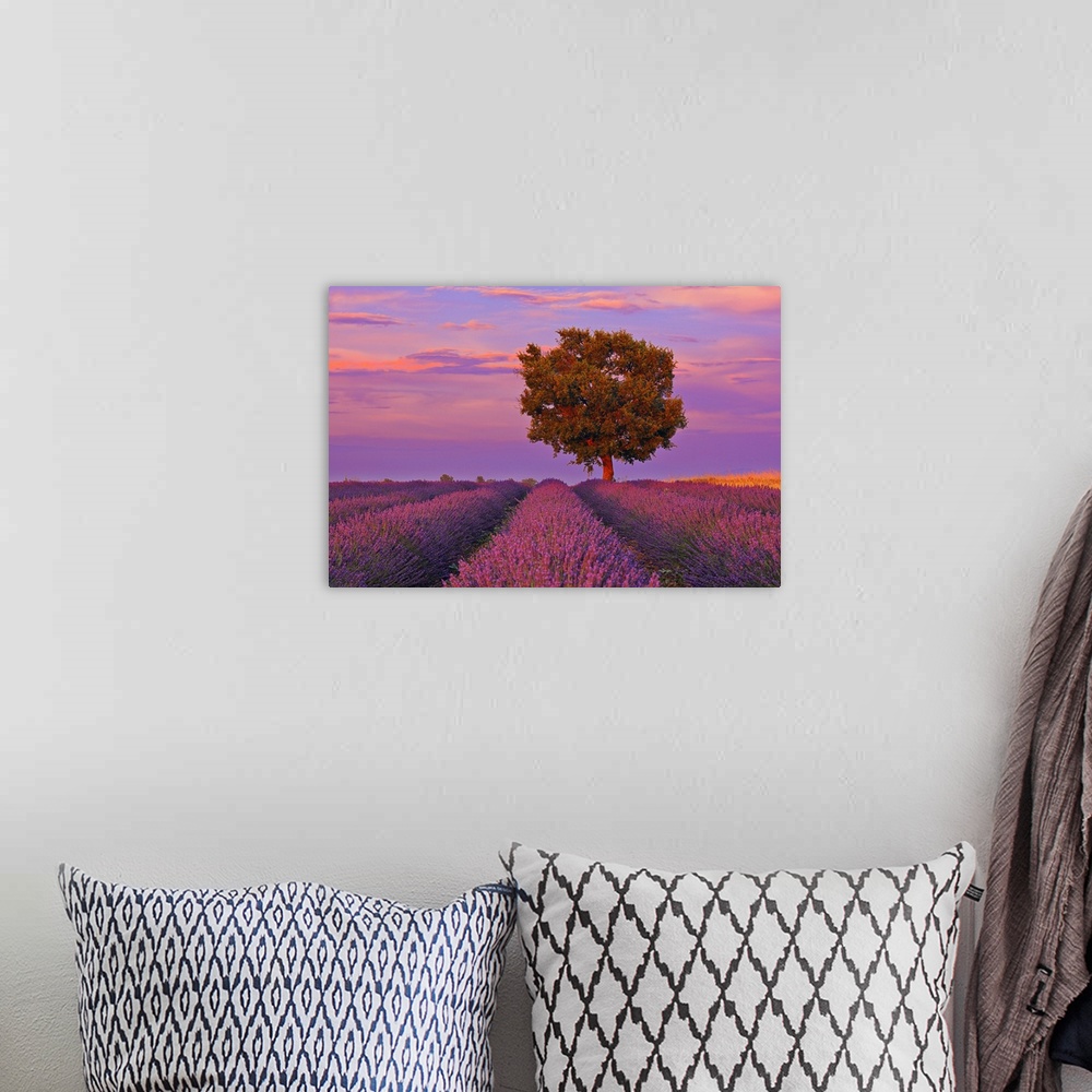 A bohemian room featuring Tree in Lavender Field at Sunset, Valensole Plateau, Alpes-de-Haute-Provence, Provence-Alpes-Cote...