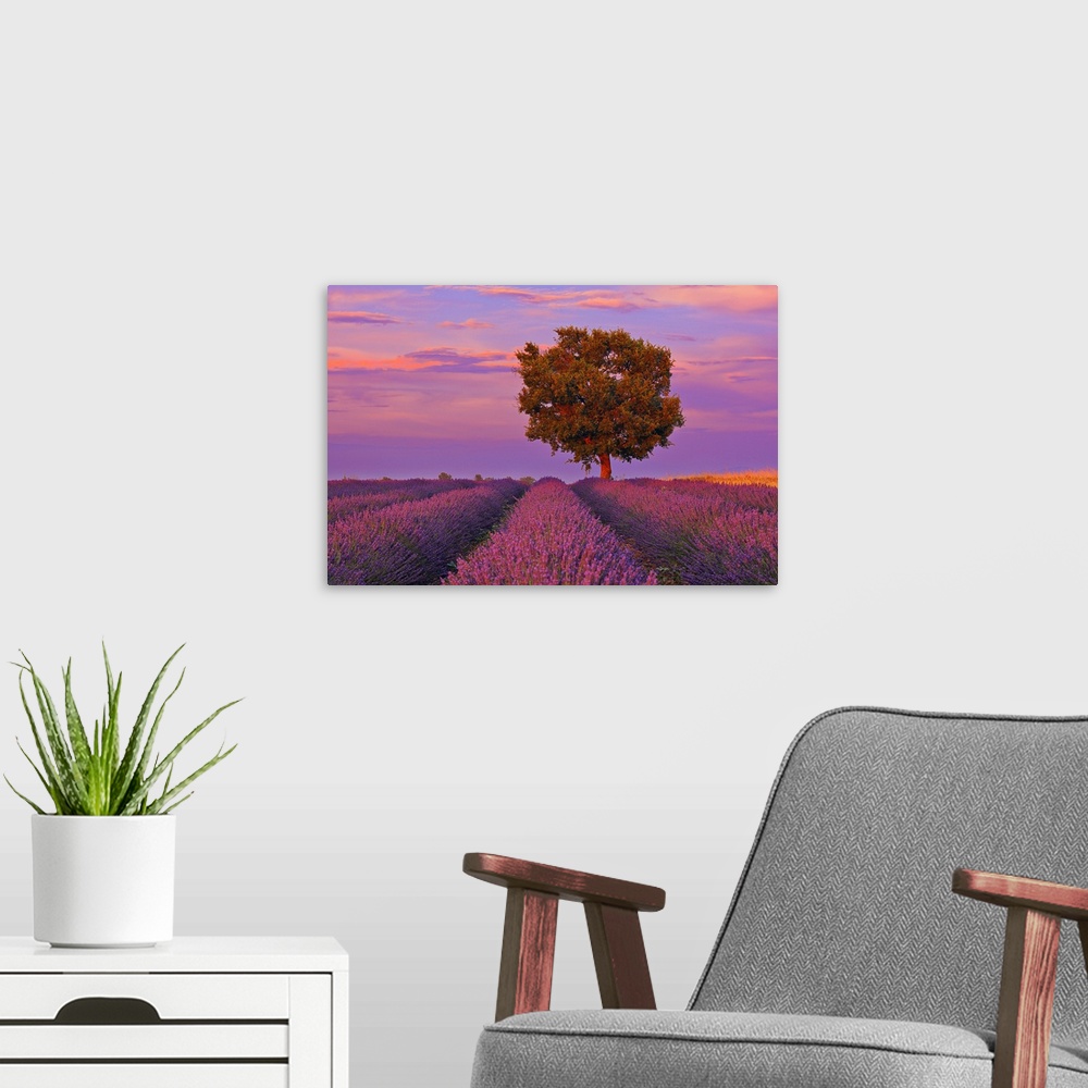 A modern room featuring Tree in Lavender Field at Sunset, Valensole Plateau, Alpes-de-Haute-Provence, Provence-Alpes-Cote...