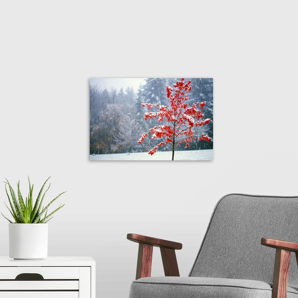A modern room featuring Tree In The Winter