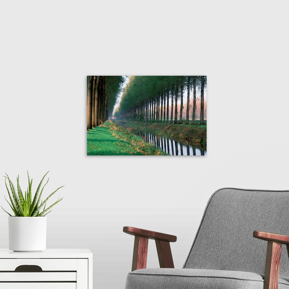 A modern room featuring Tree Lined Road, From Brugge To Damme, Belgium