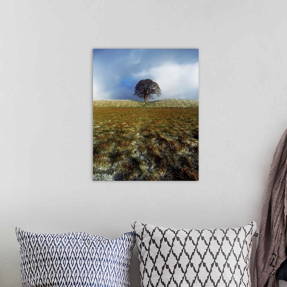 A bohemian room featuring Tree On A Landscape, Giant's Ring, Belfast, Northern Ireland