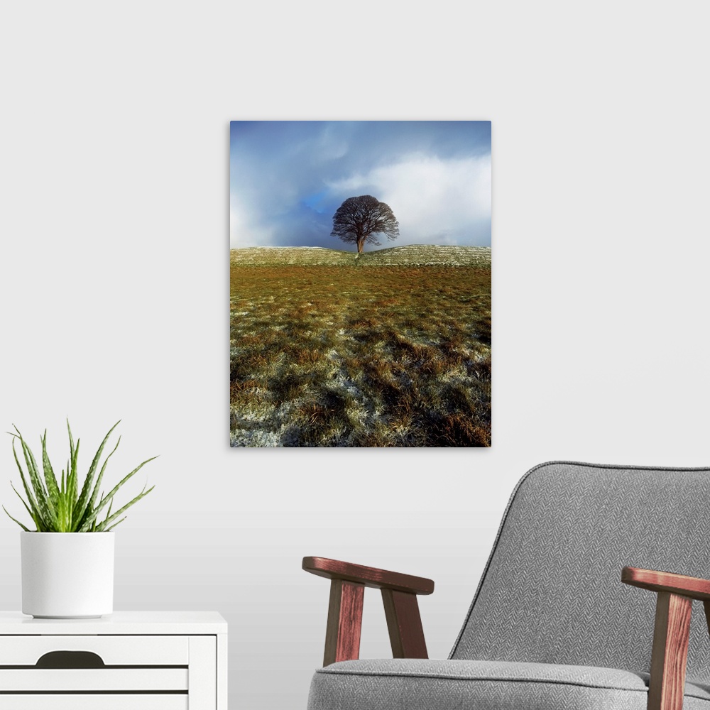 A modern room featuring Tree On A Landscape, Giant's Ring, Belfast, Northern Ireland