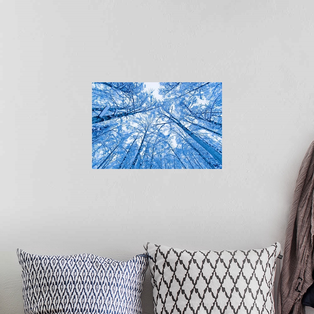 A bohemian room featuring Tree top abstract of a snow covered Birch forest, winter, Anchorage, Alaska, USA.