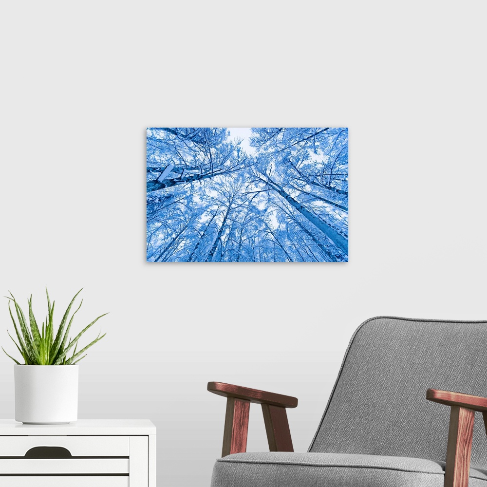 A modern room featuring Tree top abstract of a snow covered Birch forest, winter, Anchorage, Alaska, USA.