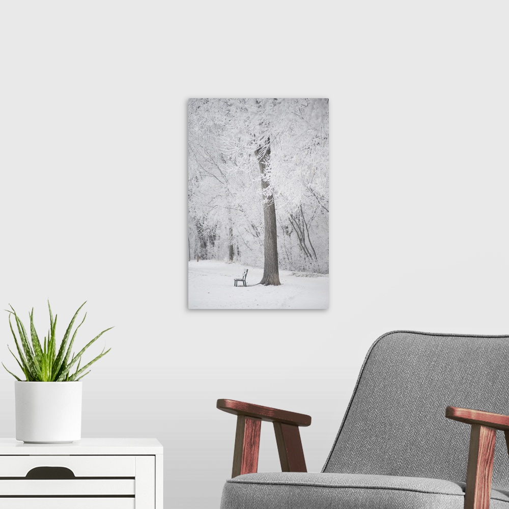 A modern room featuring Trees And A Park Bench Covered In Snow, Winnipeg, Manitoba, Canada