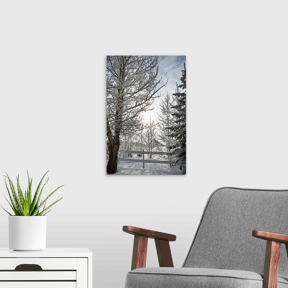 A modern room featuring Trees Covered With Snow And Frost; Calgary, Alberta, Canada