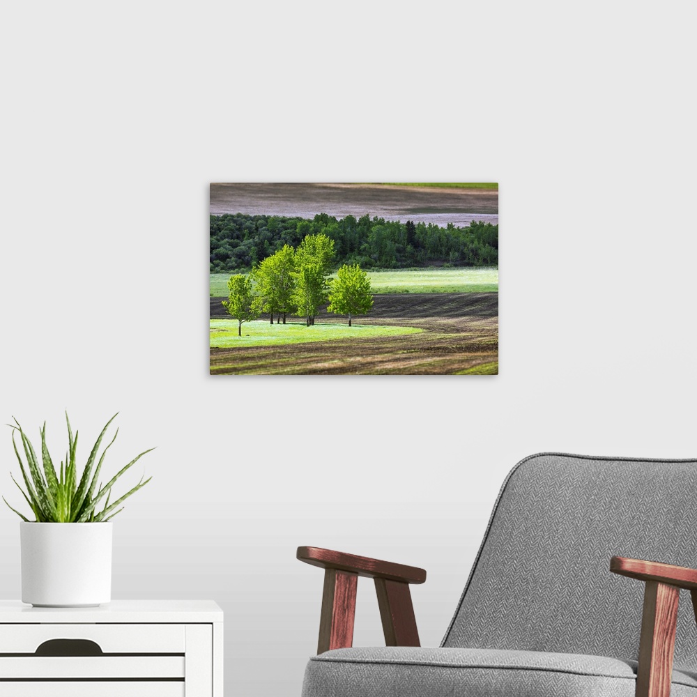 A modern room featuring A group of trees in a grassy field surrounded by soil and a row of trees in the background, West ...