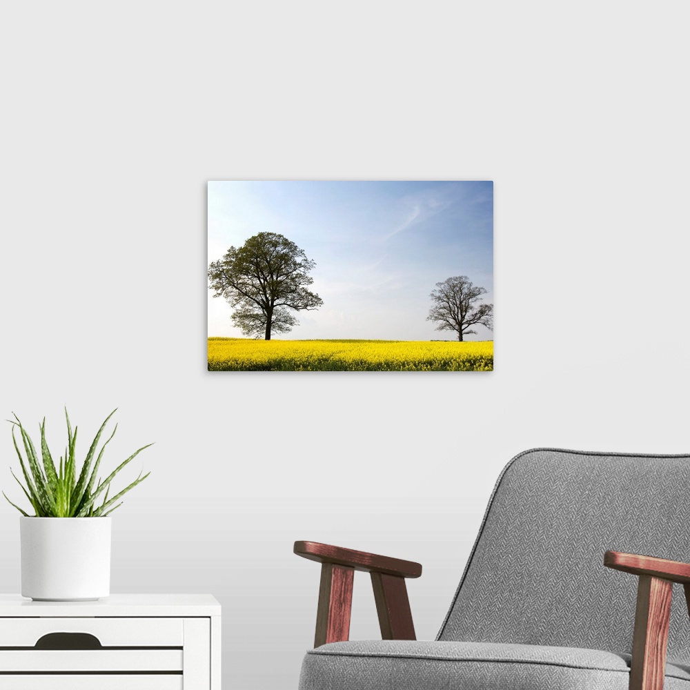 A modern room featuring Trees In A Rapeseed Field, Yorkshire, England