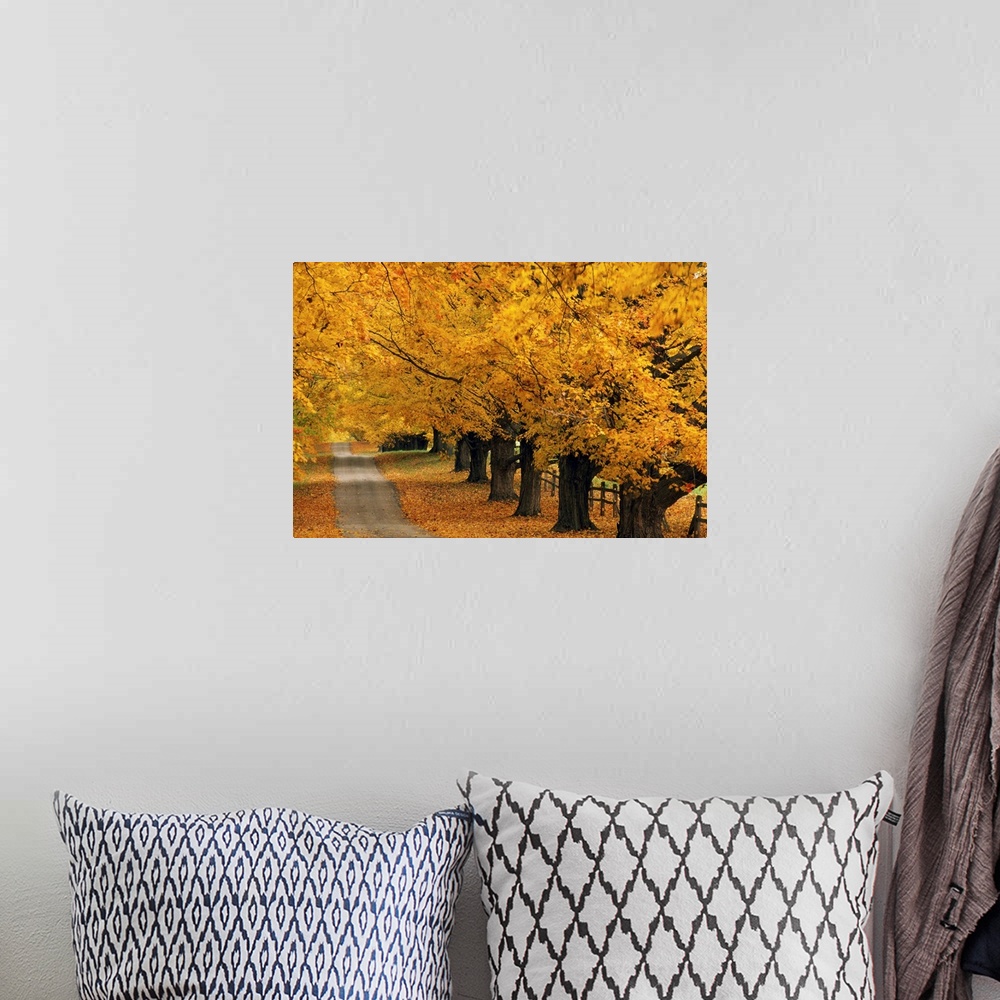 A bohemian room featuring Trees In Autumn