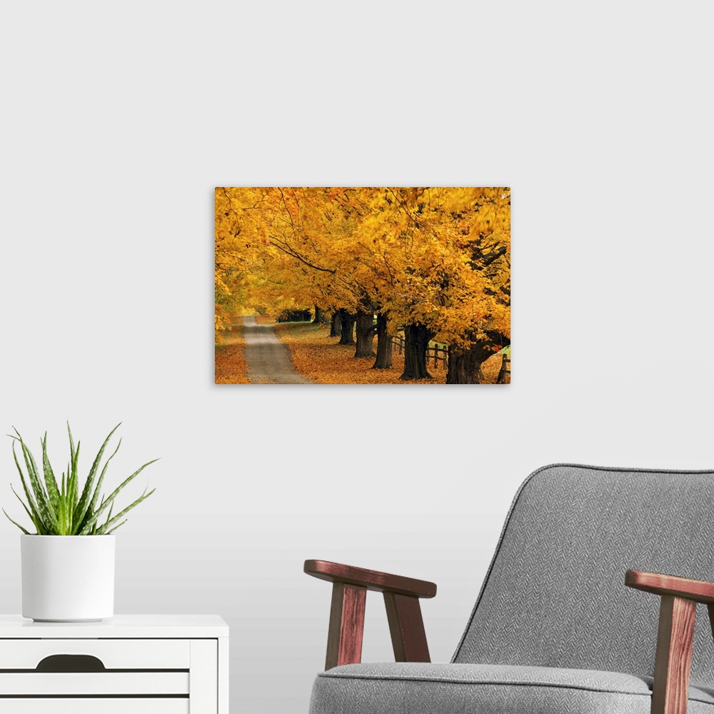 A modern room featuring Trees In Autumn