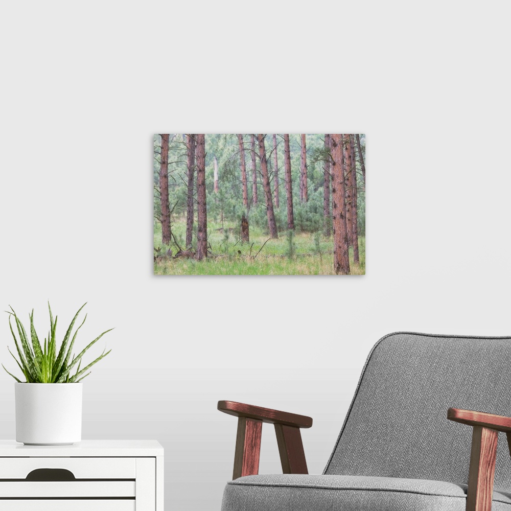 A modern room featuring Trees in the fog along a highway in the black hills of South Dakota