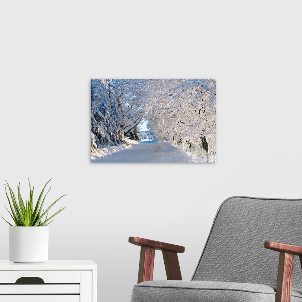 A modern room featuring Trees Lining The Road In Winter; Quebec, Canada