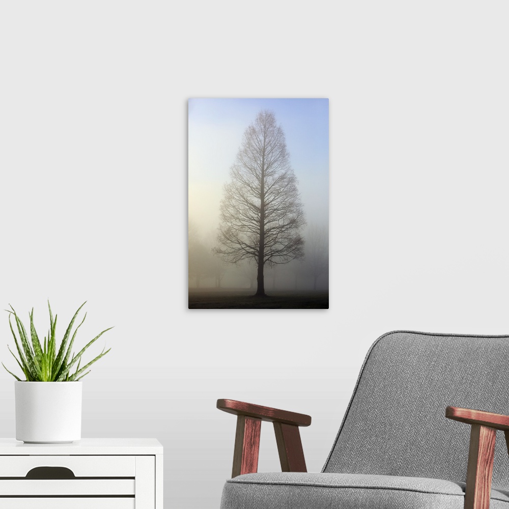 A modern room featuring Trees Surrounded By Fog, Oregon Cascades, Oregon