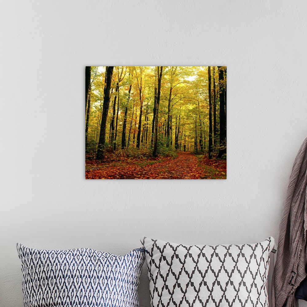A bohemian room featuring Trees With Autumn Leaves In The Forest