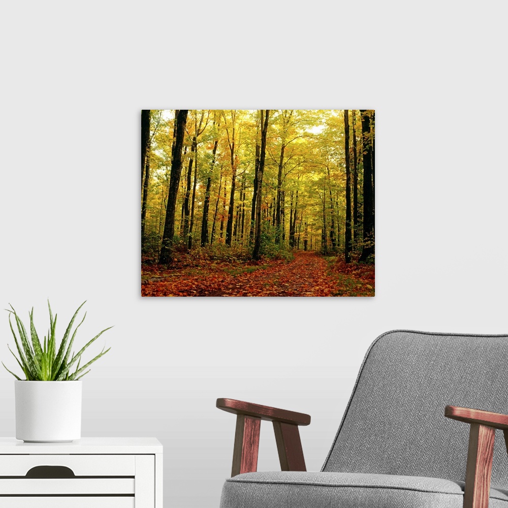 A modern room featuring Trees With Autumn Leaves In The Forest