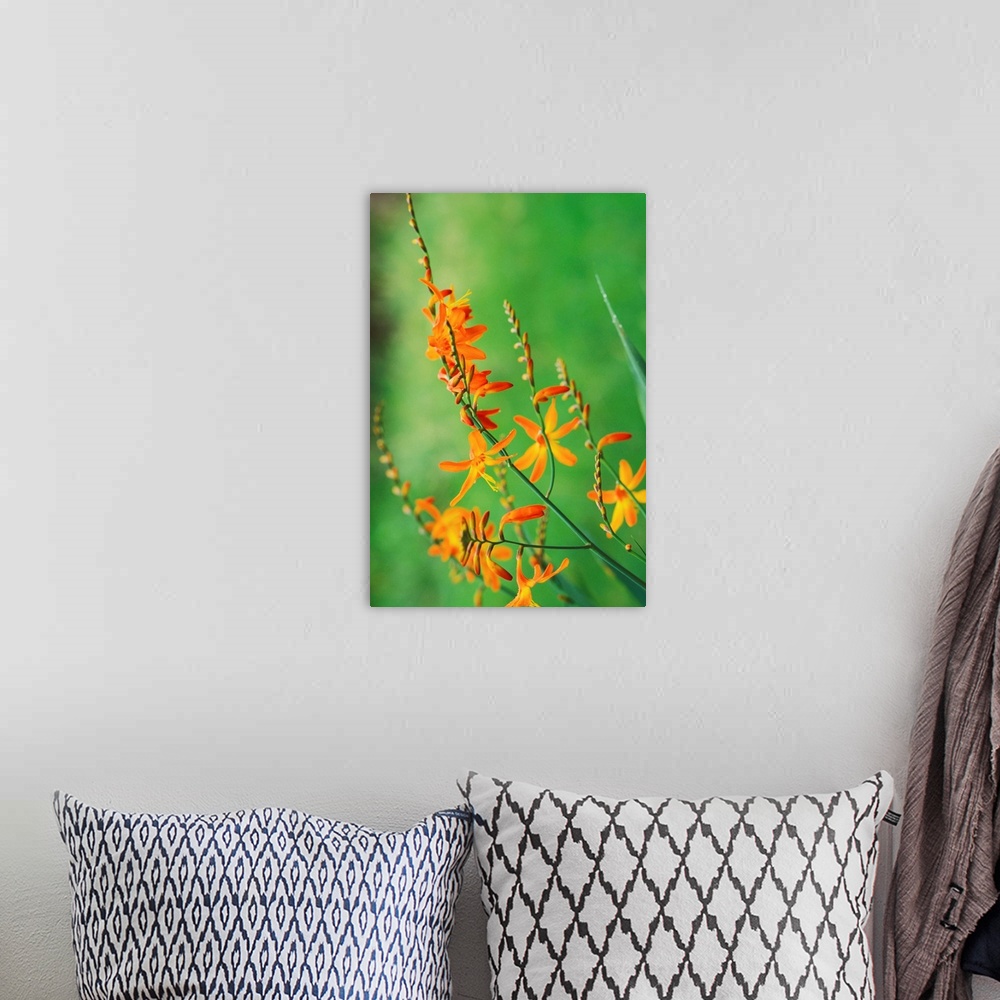 A bohemian room featuring Tritonia Crocosmiflora Flowers, Growing In The Wild, Blurry Green Background