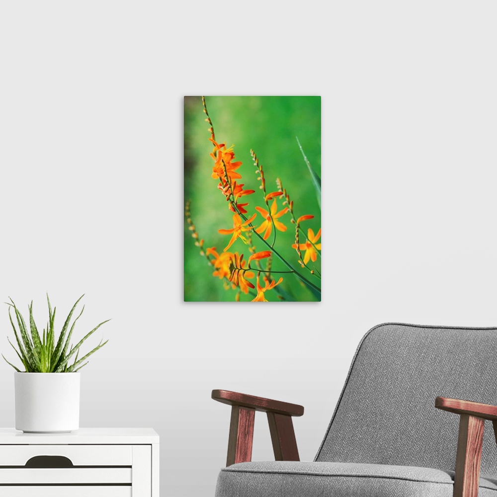 A modern room featuring Tritonia Crocosmiflora Flowers, Growing In The Wild, Blurry Green Background