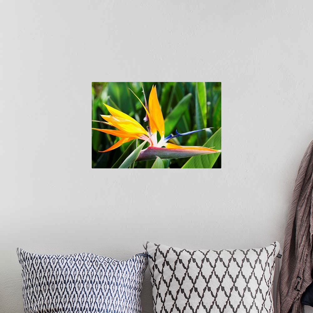 A bohemian room featuring Tropical Bird of Paradise flower in full bloom Oahu, Hawaii