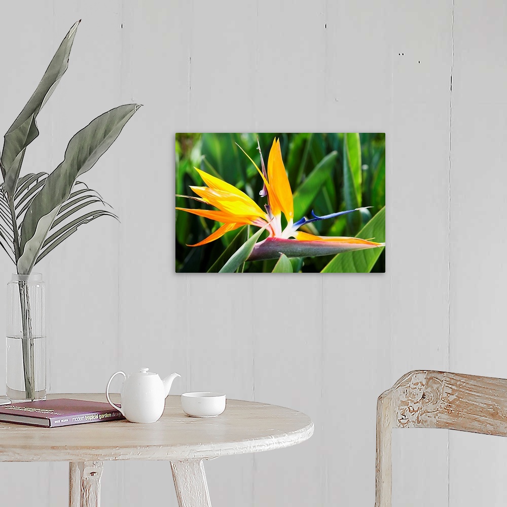 A farmhouse room featuring Tropical Bird of Paradise flower in full bloom Oahu, Hawaii