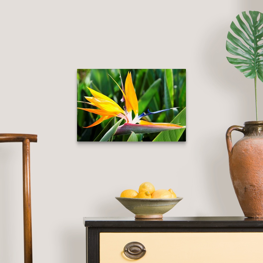 A traditional room featuring Tropical Bird of Paradise flower in full bloom Oahu, Hawaii