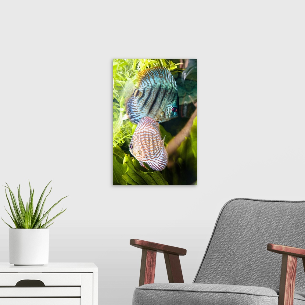 A modern room featuring Tropical Fish