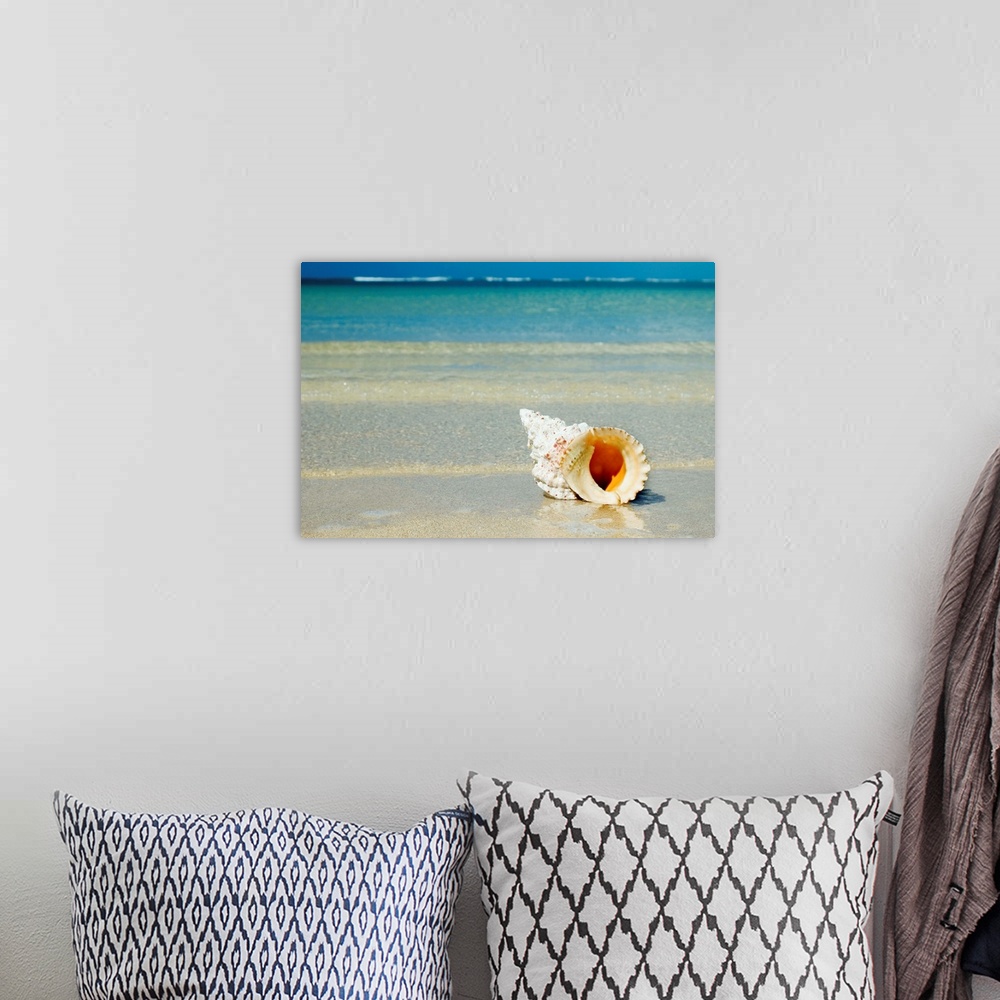 A bohemian room featuring Tropical Seashell On The Beach With Gorgeous Clear Blue Ocean Behind