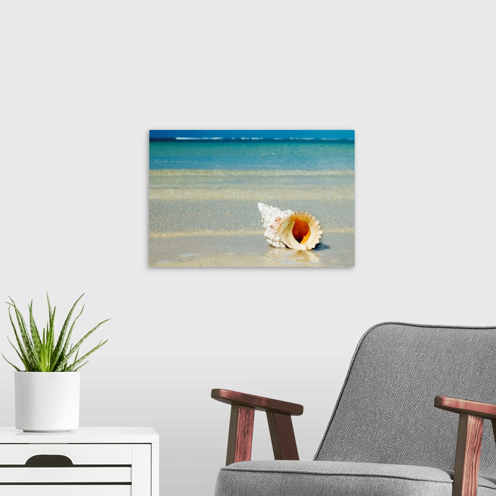 A modern room featuring Tropical Seashell On The Beach With Gorgeous Clear Blue Ocean Behind