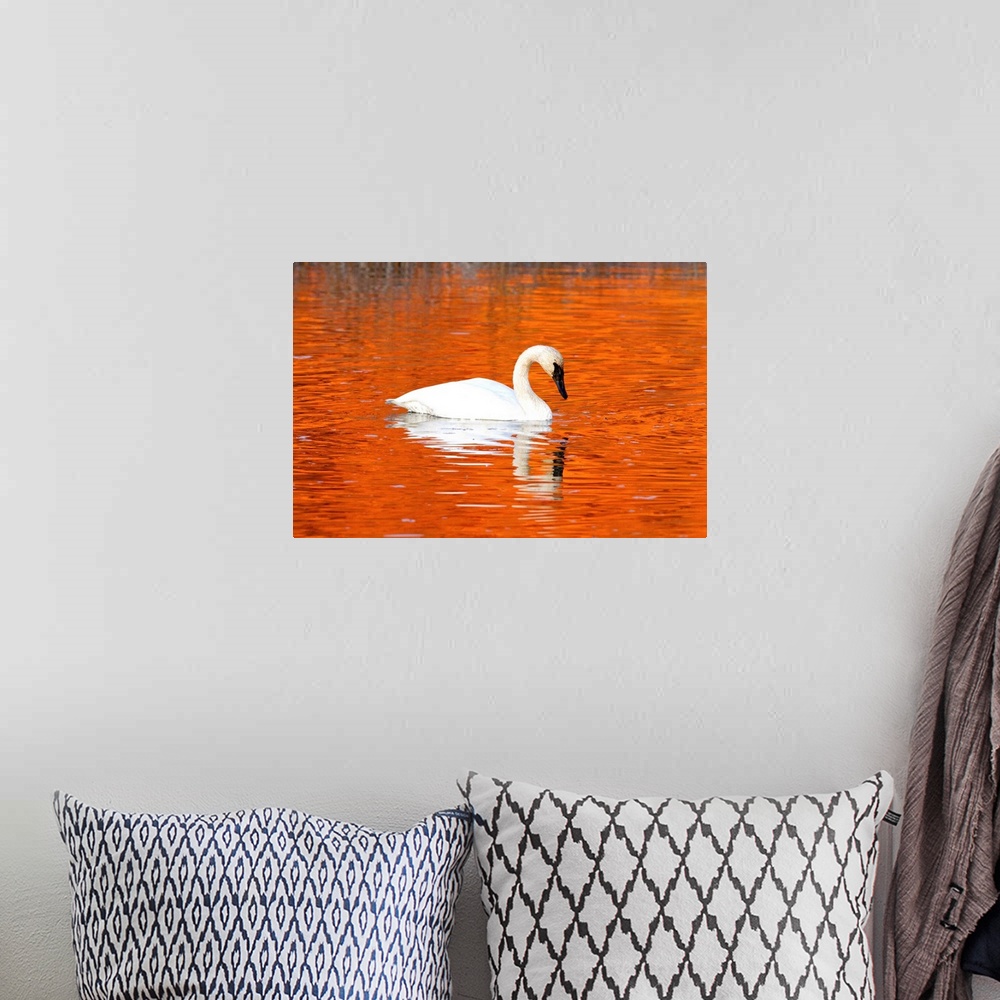 A bohemian room featuring Trumpeter Swan in the sunset-it water of Potter Marsh, Anchorage, Alaska