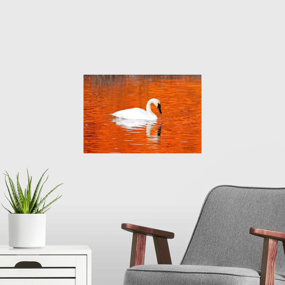 A modern room featuring Trumpeter Swan in the sunset-it water of Potter Marsh, Anchorage, Alaska