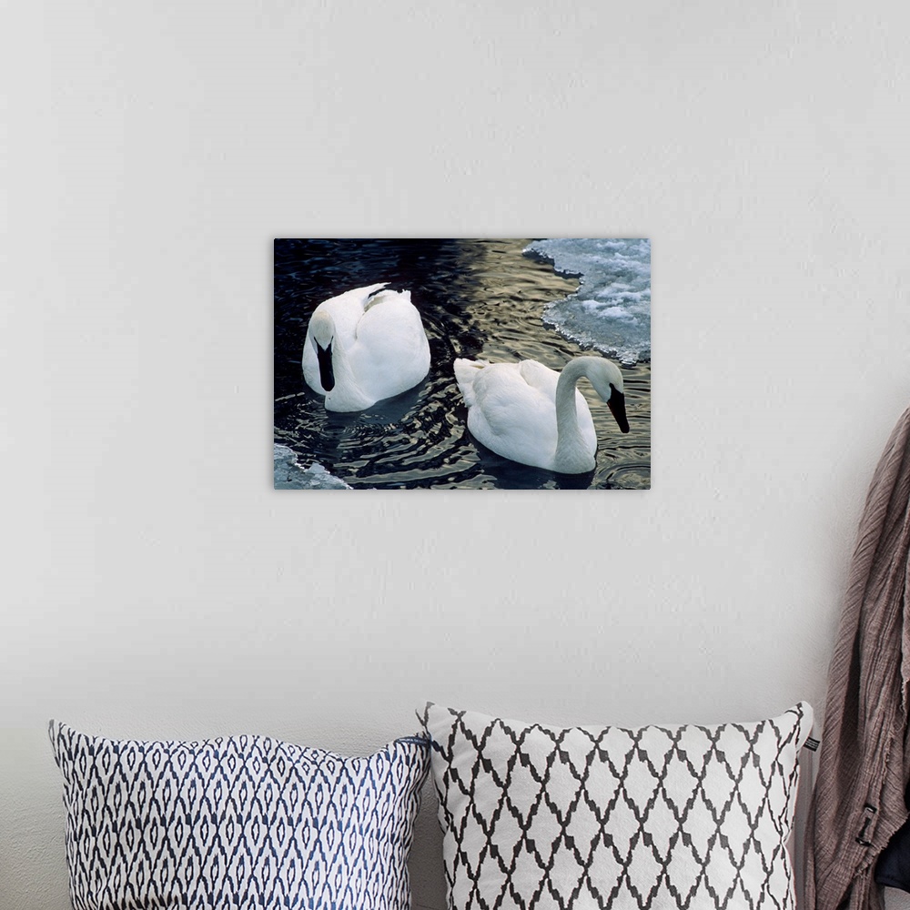 A bohemian room featuring Trumpeter Swans Swim in Ice Covered Pond Alaska