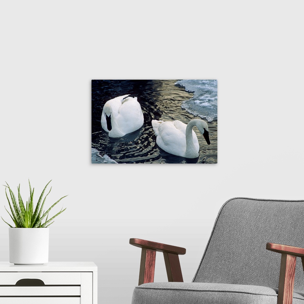 A modern room featuring Trumpeter Swans Swim in Ice Covered Pond Alaska