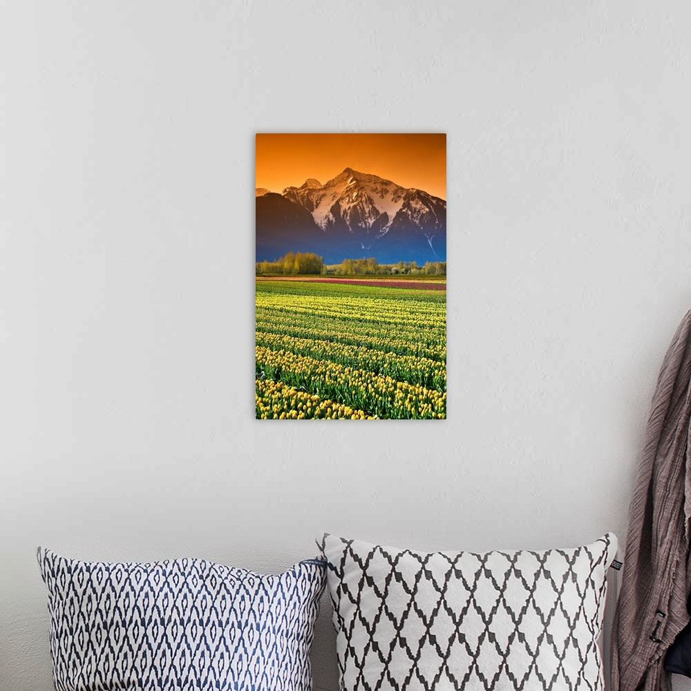 A bohemian room featuring Tulip Fields, British Columbia, Canada
