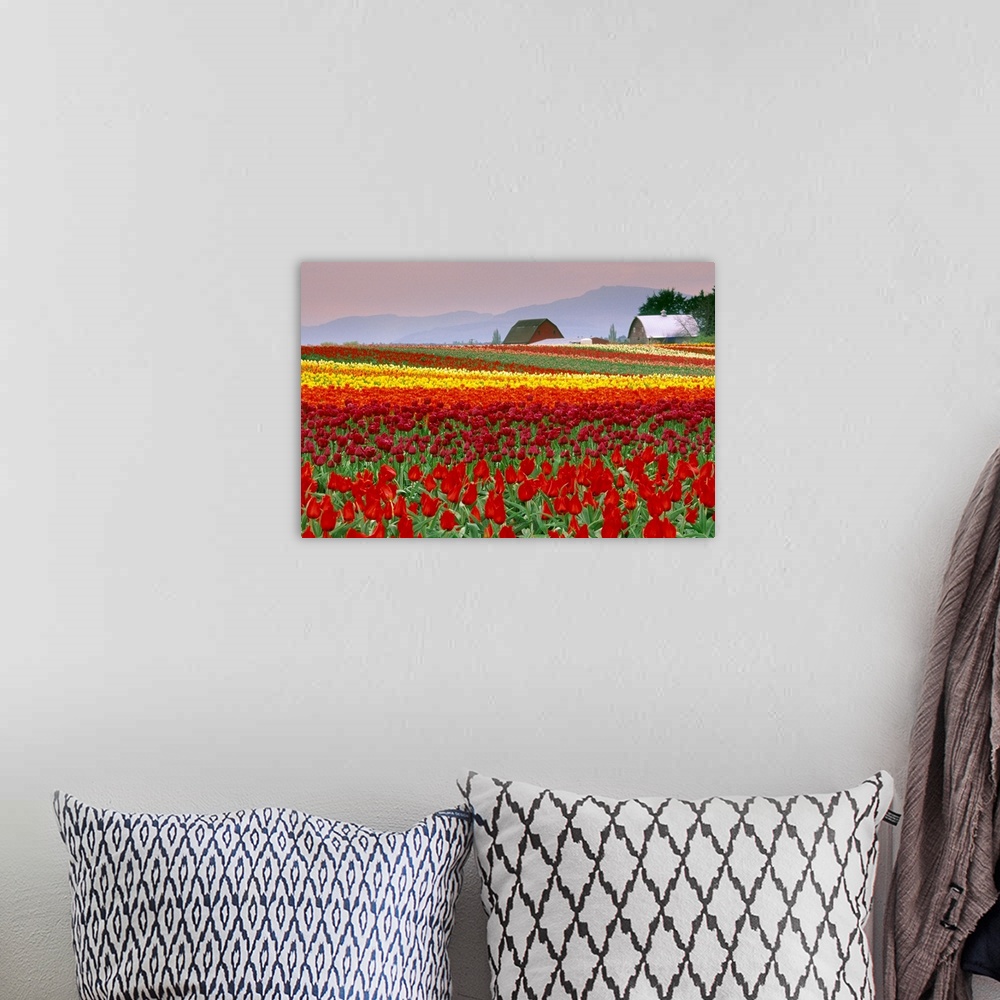 A bohemian room featuring Tulip Fields In Skagit Valley, Washington State, Usa