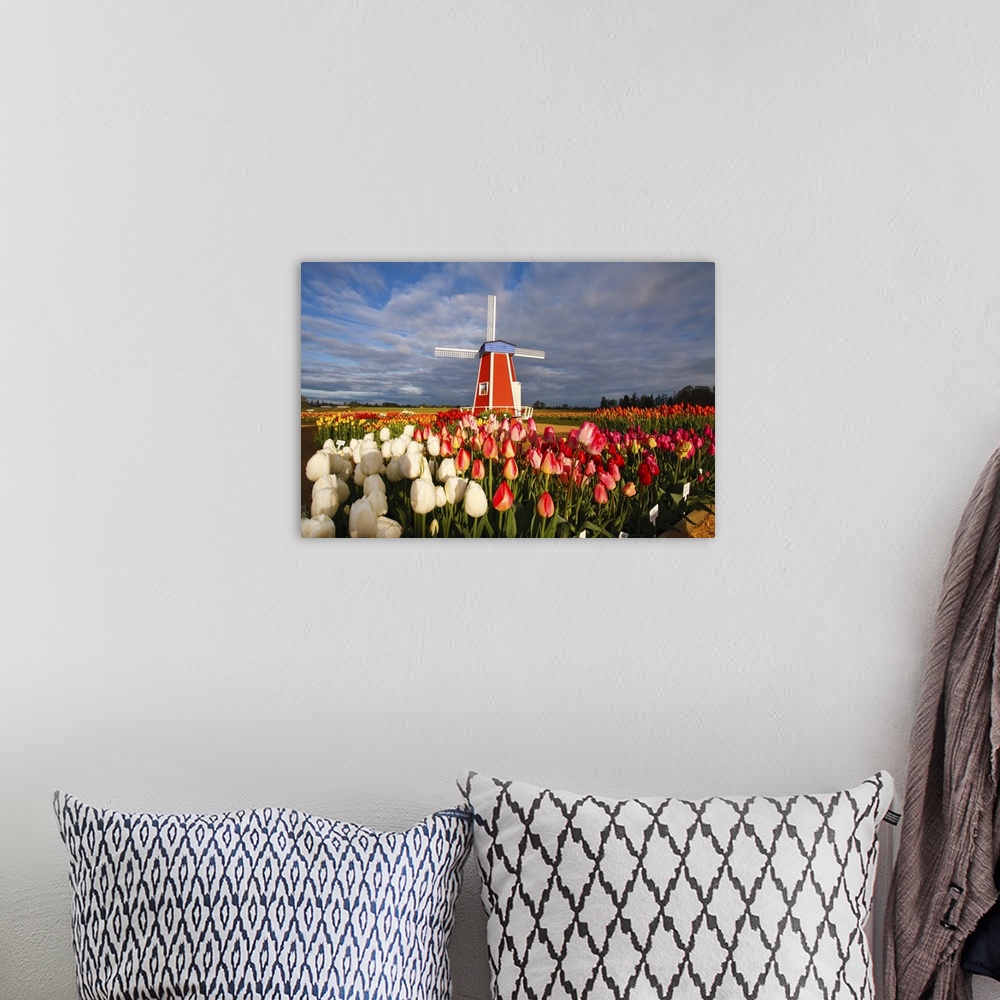A bohemian room featuring Tulips close-up in the foreground and a windmill on Wooden Shoe Tulip Farm, Woodburn, Oregon, Uni...