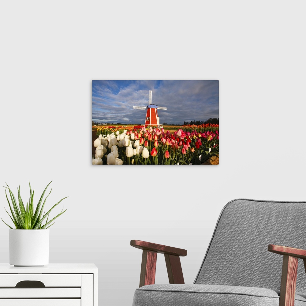 A modern room featuring Tulips close-up in the foreground and a windmill on Wooden Shoe Tulip Farm, Woodburn, Oregon, Uni...