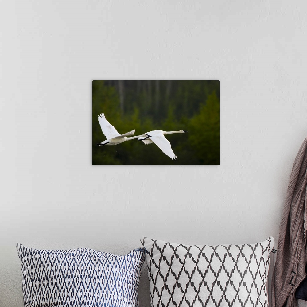 A bohemian room featuring Tundra Swans In Flight