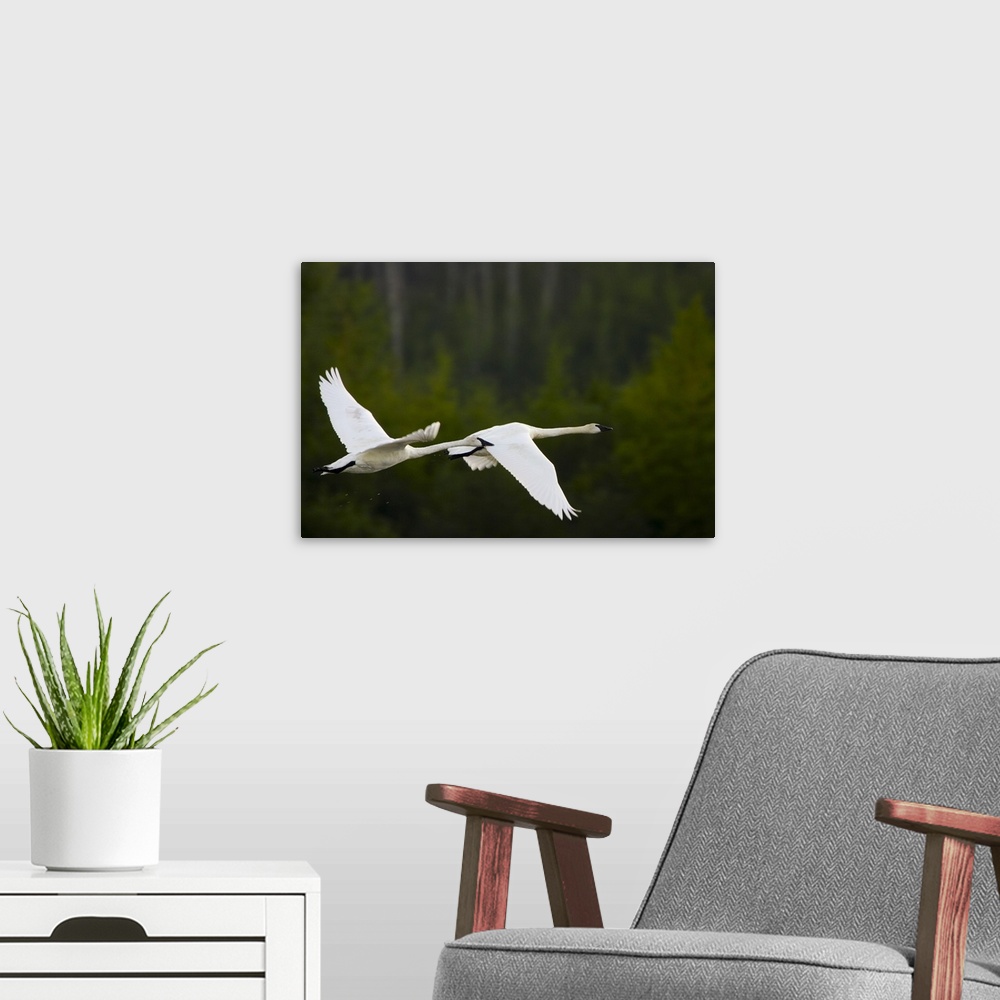 A modern room featuring Tundra Swans In Flight