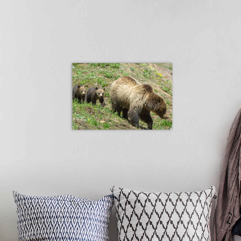 A bohemian room featuring Twin Grizzly bear cubs (Ursus arctos horribilis) follow their mother in Yellowstone National Park...
